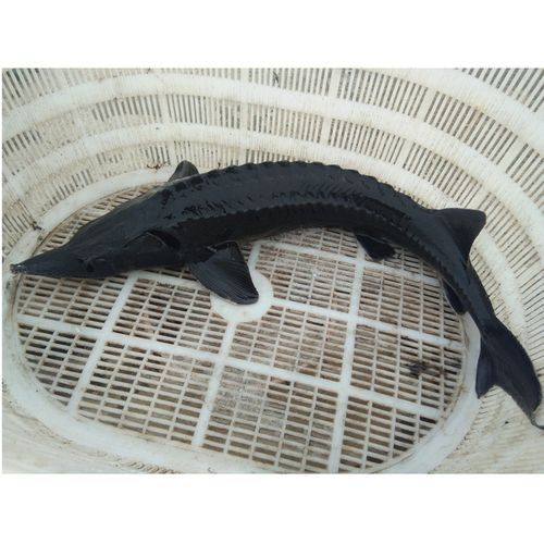 鱘龍魚品牌