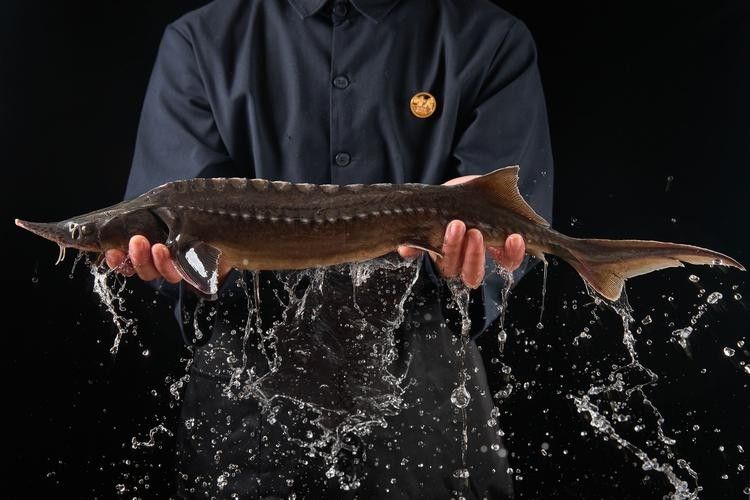 鱘龍魚品牌