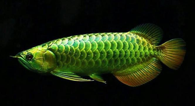 血紅金龍魚圖片大全 血紅金龍魚圖片大全 龍魚百科 第14張