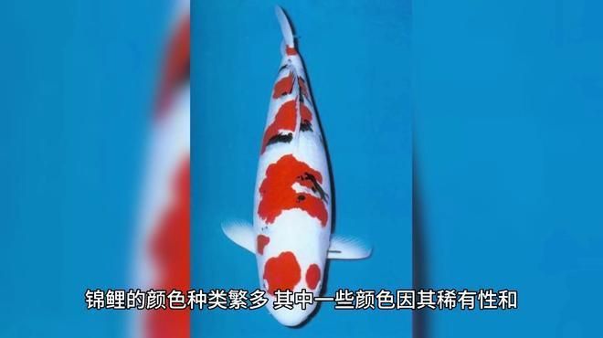 金貓魚最稀有三個顏色 金貓魚最稀有三個顏色 龍魚百科 第5張
