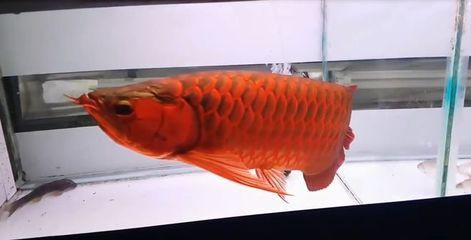 紅龍魚(yú)養(yǎng)一條好（紅龍魚(yú)怎么養(yǎng)紅龍魚(yú)價(jià)格及圖片欣賞紅龍魚(yú)的正確飼養(yǎng)方法）