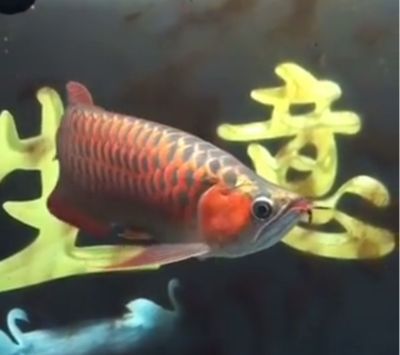 紅龍魚(yú)養(yǎng)一條好（紅龍魚(yú)怎么養(yǎng)紅龍魚(yú)價(jià)格及圖片欣賞紅龍魚(yú)的正確飼養(yǎng)方法）