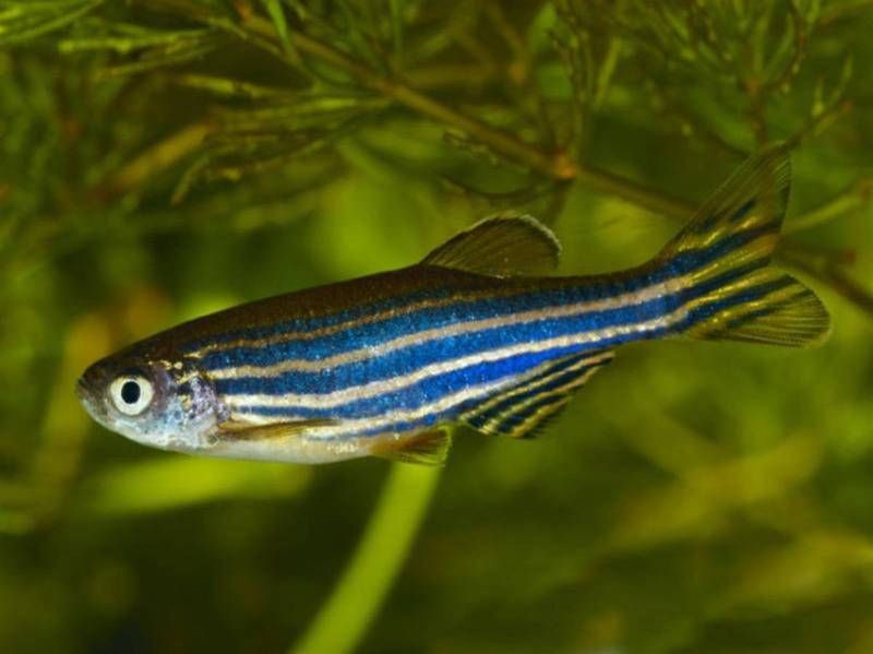 金魚藻會(huì)跟魚搶氧氣嗎 龍魚百科 第3張 金魚藻會(huì)跟魚搶氧氣嗎 金魚藻會(huì)跟魚搶氧氣嗎 龍魚百科 第3張