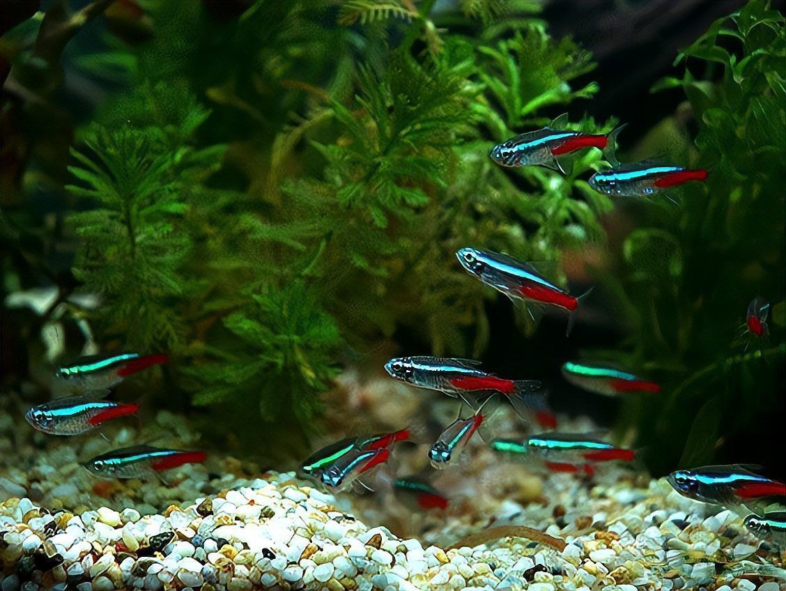 金魚藻會(huì)跟魚搶氧氣嗎 龍魚百科 第4張 金魚藻會(huì)跟魚搶氧氣嗎 金魚藻會(huì)跟魚搶氧氣嗎 龍魚百科 第4張