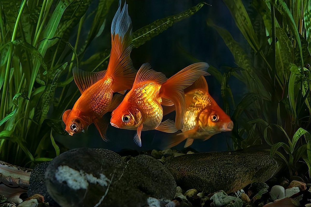 金魚藻會(huì)跟魚搶氧氣嗎 龍魚百科 第10張 金魚藻會(huì)跟魚搶氧氣嗎 金魚藻會(huì)跟魚搶氧氣嗎 龍魚百科 第10張