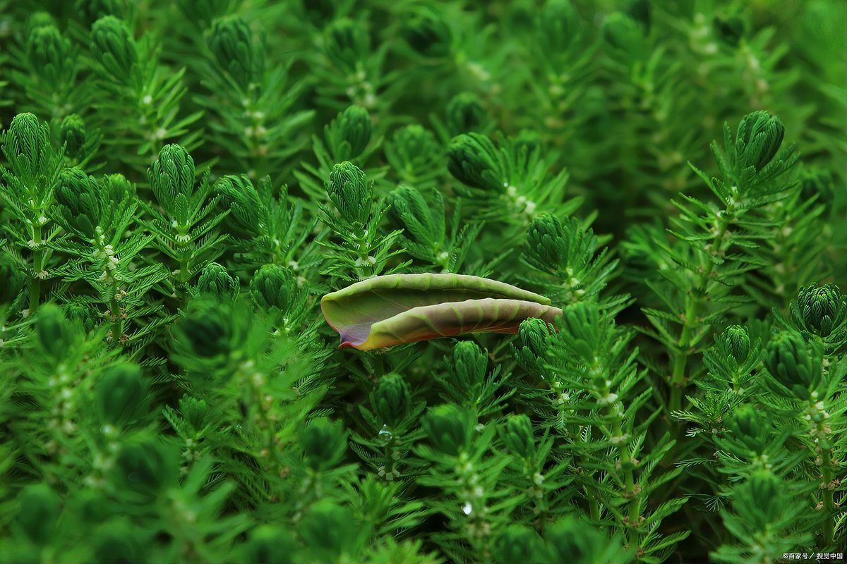 金魚藻會(huì)跟魚搶氧氣嗎 龍魚百科 第8張 金魚藻會(huì)跟魚搶氧氣嗎 金魚藻會(huì)跟魚搶氧氣嗎 龍魚百科 第8張