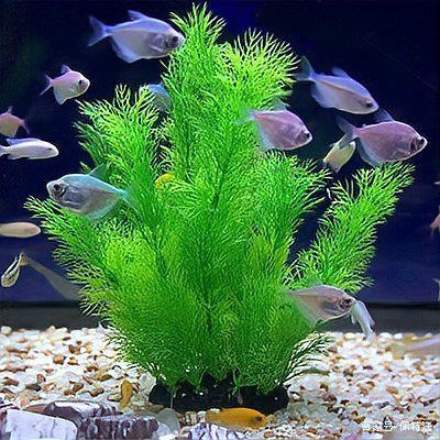 金魚藻會(huì)跟魚搶氧氣嗎 龍魚百科 第15張 金魚藻會(huì)跟魚搶氧氣嗎 金魚藻會(huì)跟魚搶氧氣嗎 龍魚百科 第15張