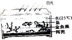 金魚藻會(huì)跟魚搶氧氣嗎 龍魚百科 第14張 金魚藻會(huì)跟魚搶氧氣嗎 金魚藻會(huì)跟魚搶氧氣嗎 龍魚百科 第14張