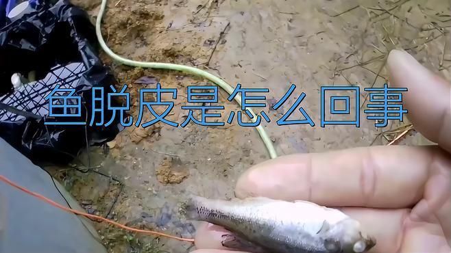 藍帆五間魚脫變要警惕三種病