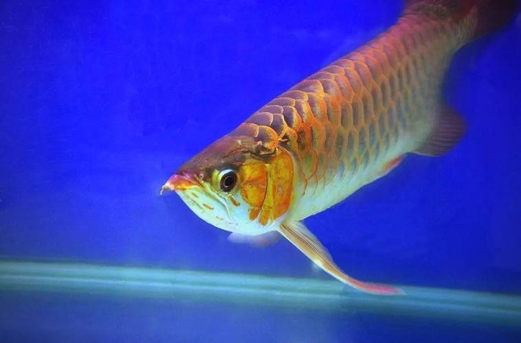 金龍魚用什么色的燈好看圖片
