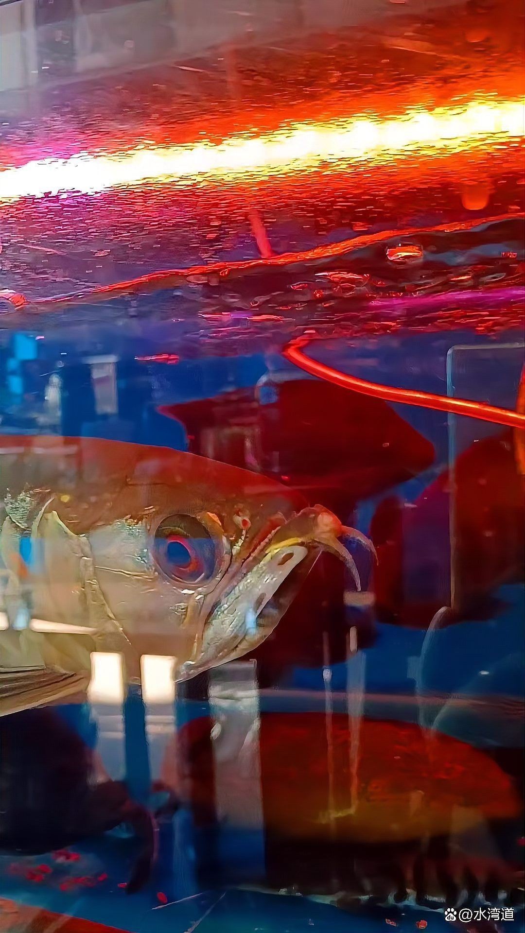 金龍魚用什么色的燈好看圖片