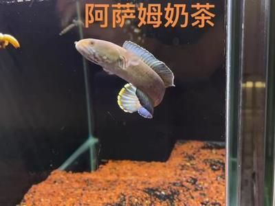 奶茶雷龍魚配對方法是一項需要耐心和專業知識的過程：奶茶雷龍魚的配對方法 奶茶雷龍魚配對方法是一項需要耐心和專業知識的過程：奶茶雷龍魚的配對方法 龍魚百科 第3張