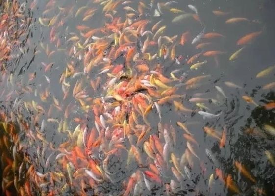 藍(lán)背金龍魚多少錢：藍(lán)背金龍魚多大才發(fā)色快？揭秘最佳發(fā)色時(shí)機(jī)與飼養(yǎng)技巧