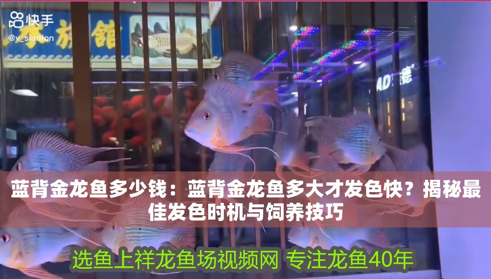 藍背金龍魚多少錢：藍背金龍魚多大才發色快？揭秘最佳發色時機與飼養技巧