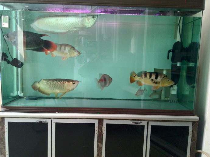 養(yǎng)龍魚對魚缸有什么要求嘛 養(yǎng)龍魚對魚缸有什么要求嘛 龍魚百科 第1張
