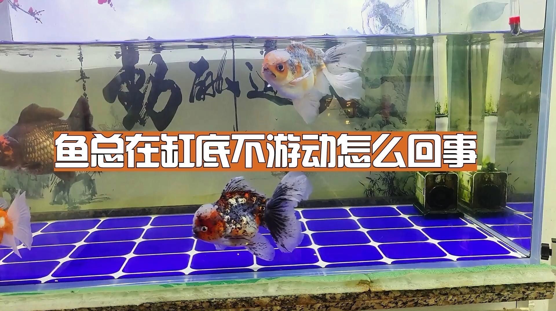 龍魚魚缸品牌十大排名榜（品龍魚魚缸品牌十大排名榜） 龍魚魚缸品牌十大排名榜（品龍魚魚缸品牌十大排名榜） 龍魚百科 第2張