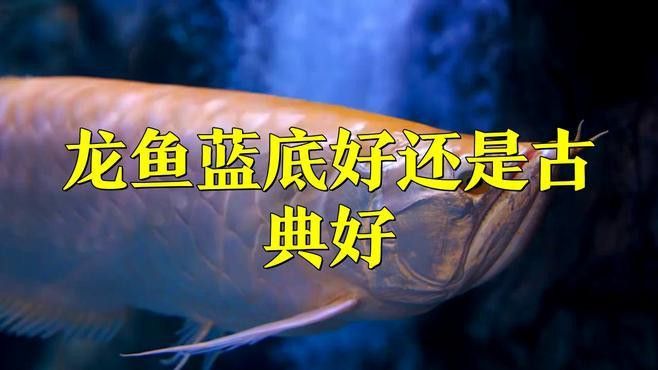 藍底紅龍魚的市場價格波動大嗎？