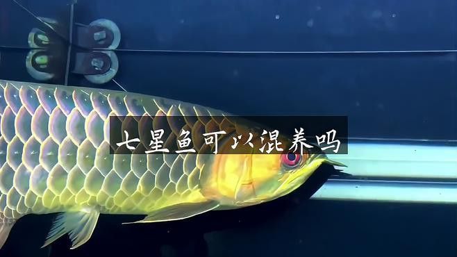 七星魚和雷龍魚哪個更適合混養？