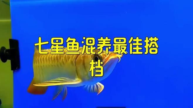 七星魚和雷龍魚哪個更適合混養？ 七星魚和雷龍魚哪個更適合混養？ 龍魚百科 第4張