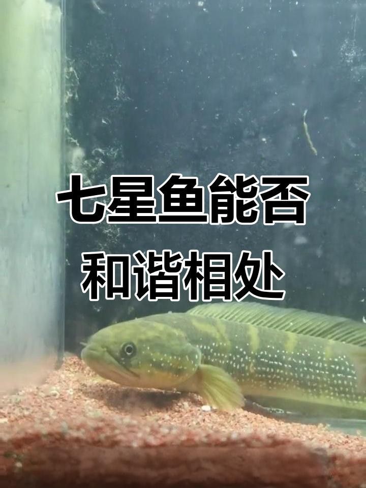 七星魚和雷龍魚哪個更適合混養？