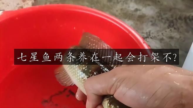 七星魚和雷龍魚哪個更適合混養？