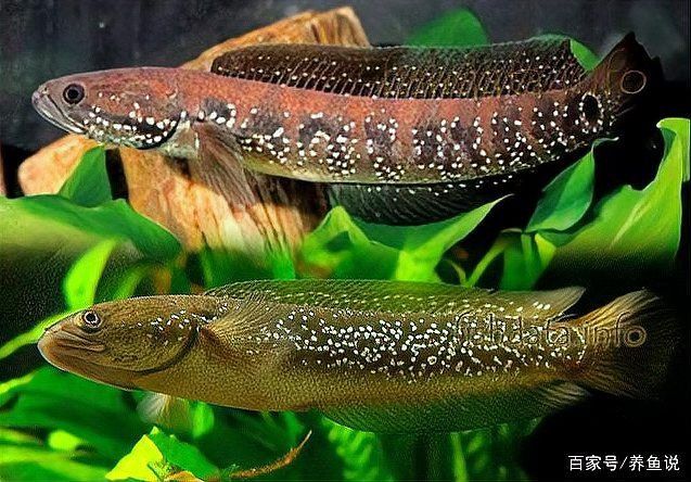 七星魚和雷龍魚哪個更適合混養？ 七星魚和雷龍魚哪個更適合混養？ 龍魚百科 第8張