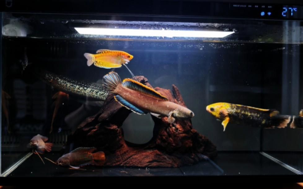 七星魚和雷龍魚哪個更適合混養？ 七星魚和雷龍魚哪個更適合混養？ 龍魚百科 第6張