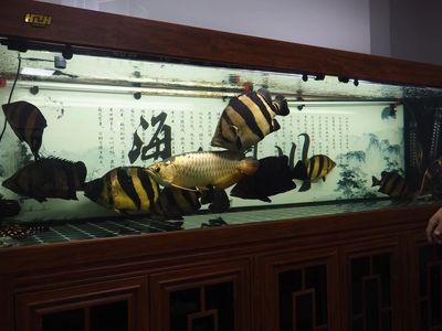 賣龍魚取一個店名字大全：賣龍魚店鋪名字如何選擇？ 賣龍魚取一個店名字大全：賣龍魚店鋪名字如何選擇？ 龍魚百科 第3張