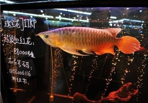賣龍魚取一個店名字大全：賣龍魚店鋪名字如何選擇？ 賣龍魚取一個店名字大全：賣龍魚店鋪名字如何選擇？ 龍魚百科 第2張