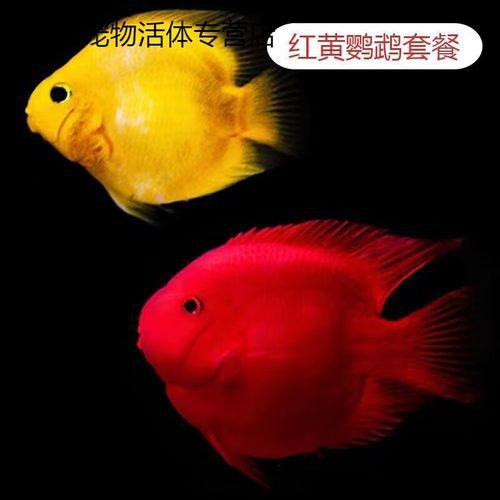 紅色銀龍魚圖片欣賞