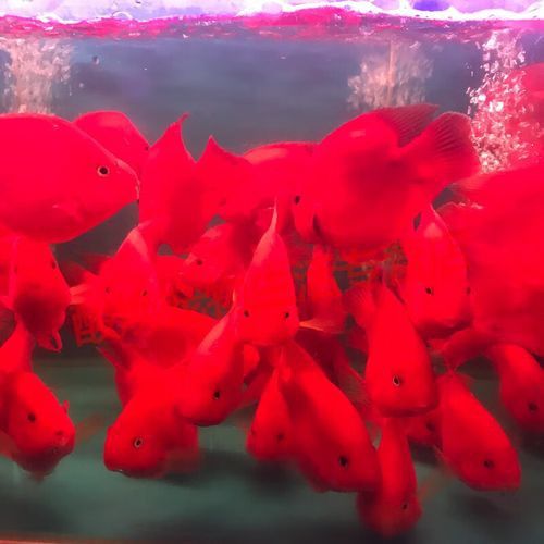 紅色銀龍魚圖片欣賞