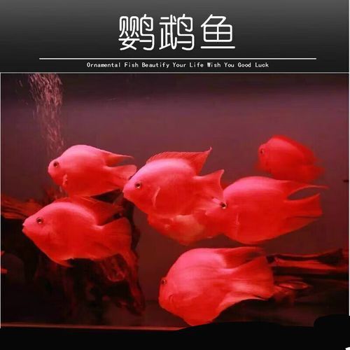 紅色銀龍魚圖片欣賞