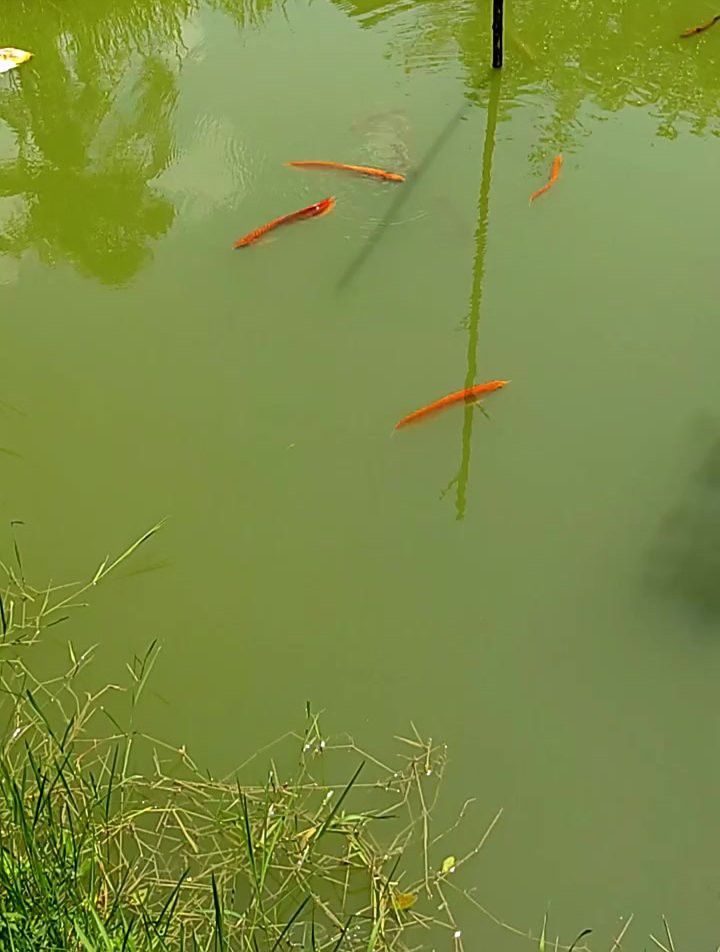 紅色銀龍魚圖片欣賞