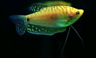 云南龍魚的特點是什么（云南龍魚在飼養時這幾點很重要）