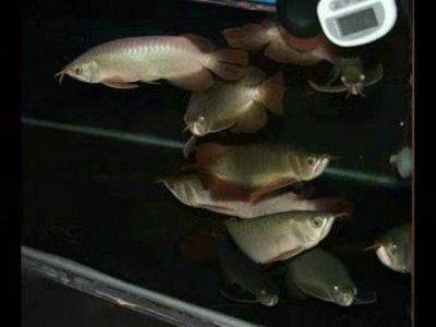 魚缸用增氧泵價格是多少:魚缸增氧機-xtrac增氧機-xtrac增氧機 龍魚什么背景缸養(yǎng)好看又好養(yǎng):如何選擇適合的背景缸顏色 龍魚百科 龍魚什么背景缸養(yǎng)好看又好養(yǎng):如何選擇適合的背景缸顏色 龍魚什么背景缸養(yǎng)好看又好養(yǎng):如何選擇適合的背景缸顏色 龍魚百科