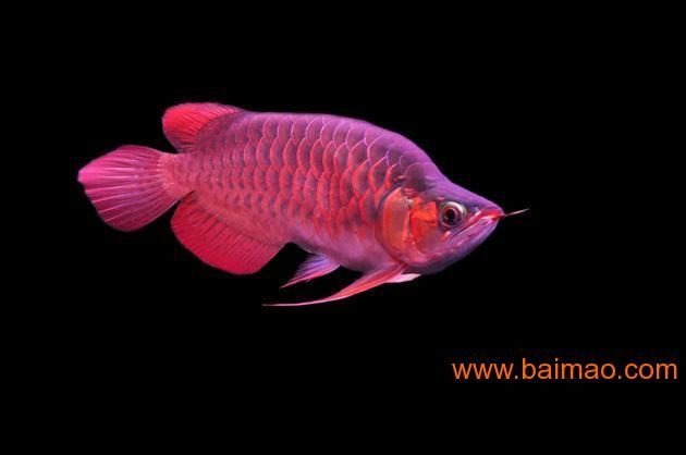 養(yǎng)紅龍魚的意義何在：養(yǎng)紅龍魚有什么意義？