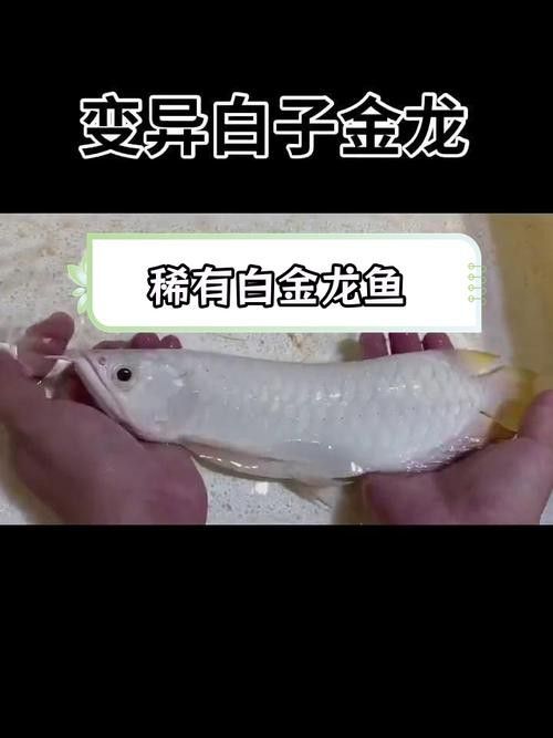 金龍魚有白色的嗎