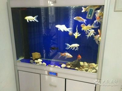 薩伊藍魚與哪些魚類相容：薩伊藍魚與其他魚類相容性分析 薩伊藍魚與哪些魚類相容：薩伊藍魚與其他魚類相容性分析 龍魚百科 第1張