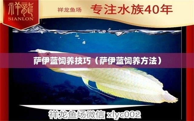 薩伊藍魚與哪些魚類相容：薩伊藍魚與其他魚類相容性分析 薩伊藍魚與哪些魚類相容：薩伊藍魚與其他魚類相容性分析 龍魚百科 第2張