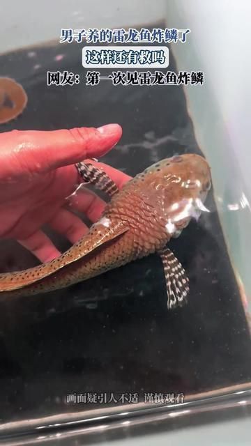 雷龍魚死了能救活嗎