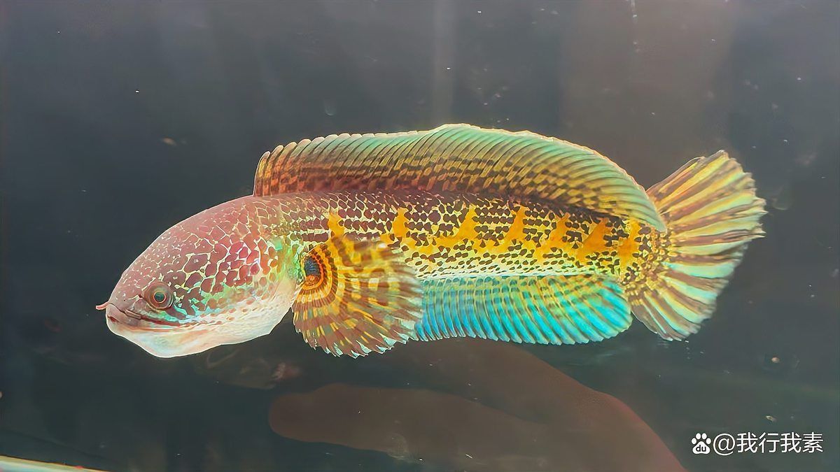 雷龍魚死了能救活嗎