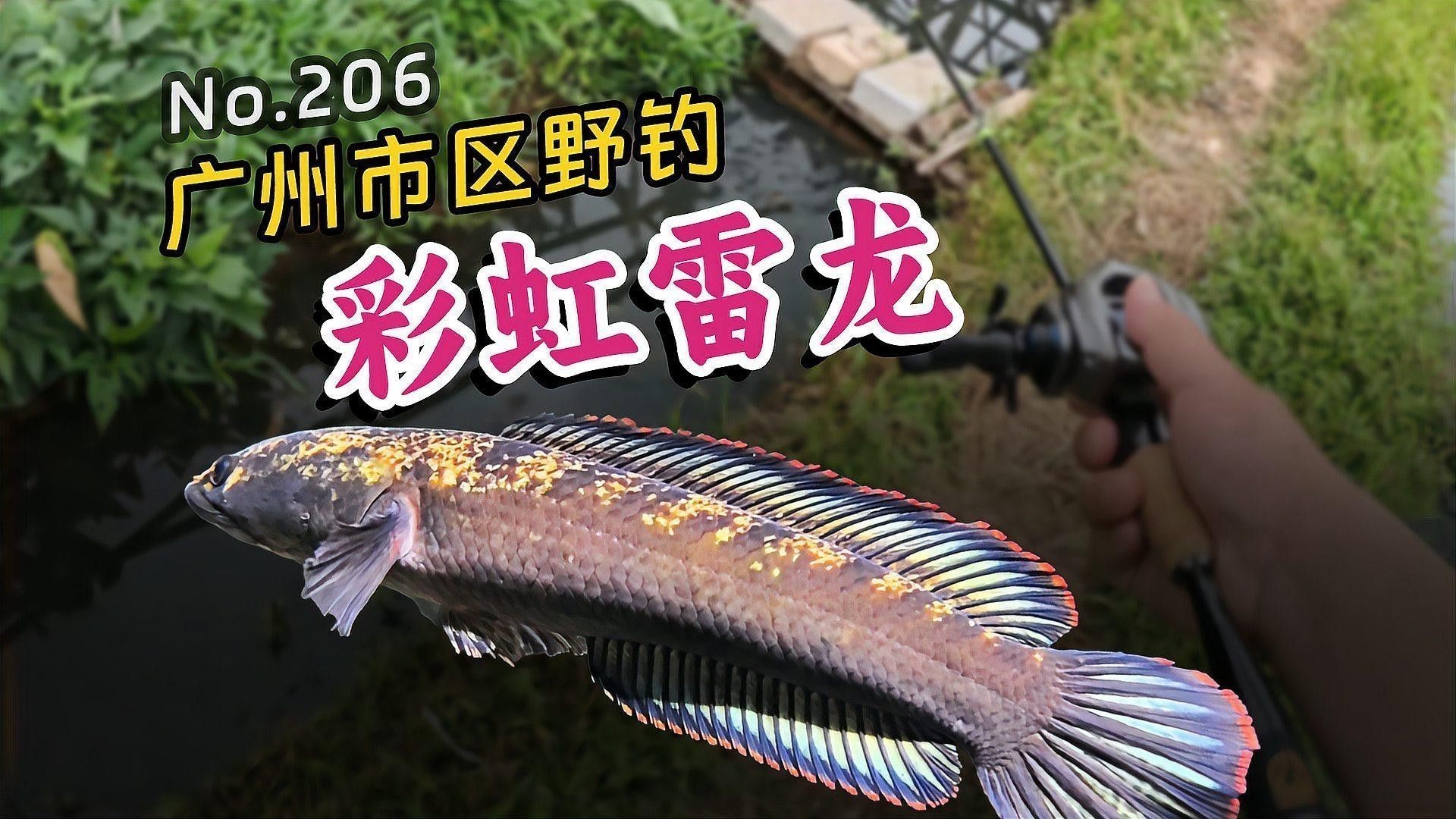 什么雷龍魚便宜好養活又好養的