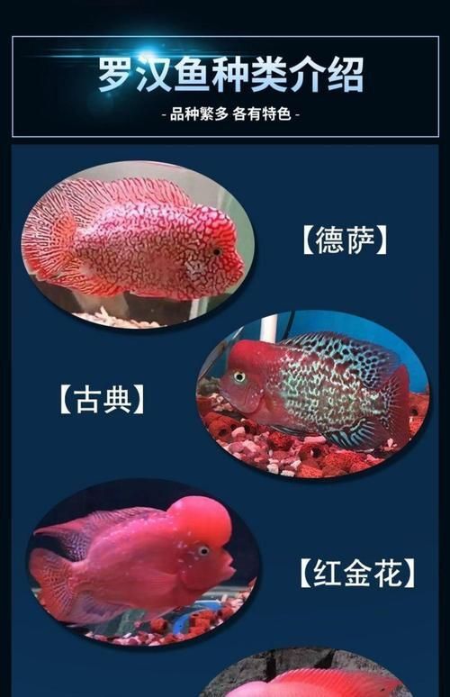 羅漢魚苗品種以及圖片