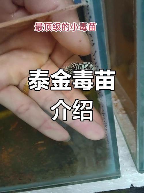 羅漢魚苗品種以及圖片
