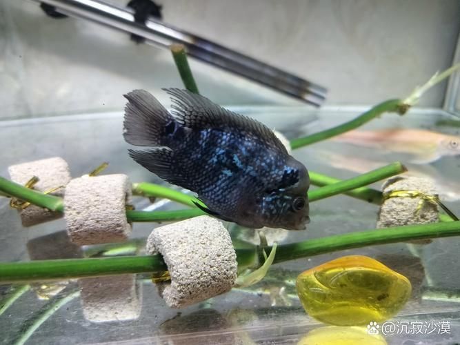 羅漢魚苗品種以及圖片