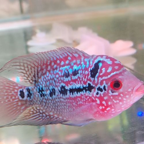 羅漢魚苗品種以及圖片