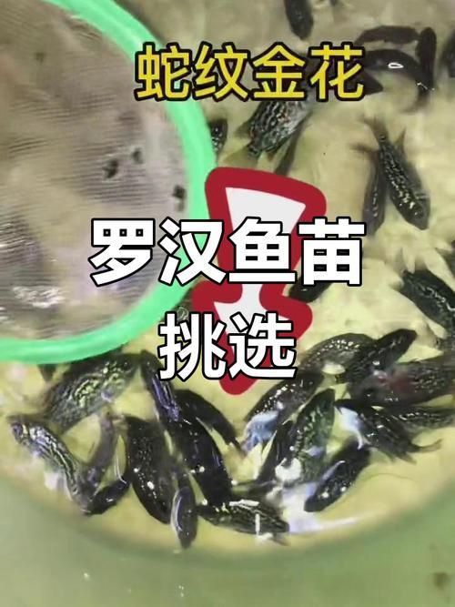 羅漢魚苗品種以及圖片