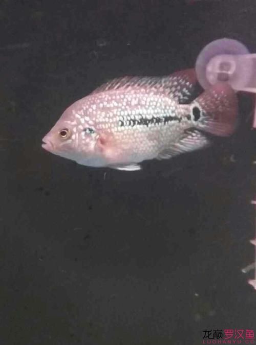 羅漢魚苗品種以及圖片