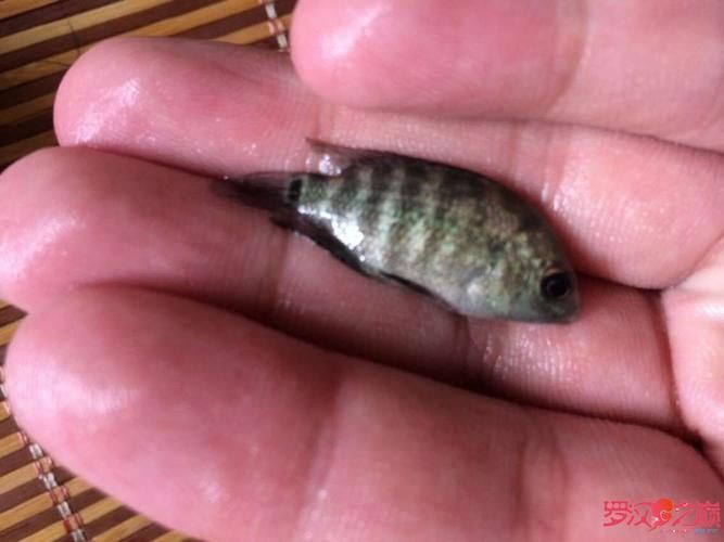 羅漢魚苗品種以及圖片