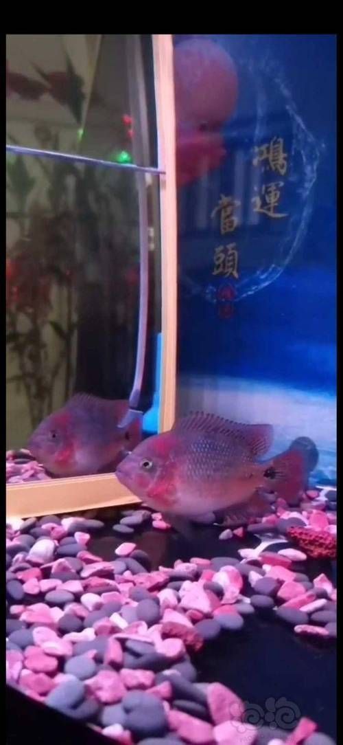 羅漢魚苗品種以及圖片